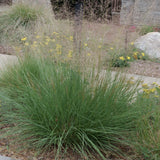 Alkali Sacaton - Sporobolus airoides