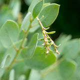 Big Berry Manzanita - Arctostaphylos glauca