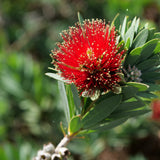 Little John Dwarf Bottlebrush - Callistemon 'Little John'