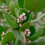 Lemonade Berry - Rhus integrifolia