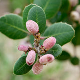 Lemonade Berry - Rhus integrifolia