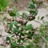 Lemonade Berry - Rhus integrifolia
