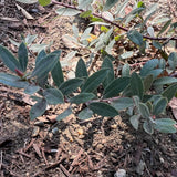 Pacific Mist Manzanita - Arctostaphylos 'Pacific Mist'