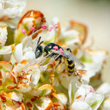 California Buckwheat - Eriogonum fasciculatum