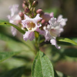 Pink Dawn Chitalpa - x Chitalpa tashkentensis ‘Pink Dawn’