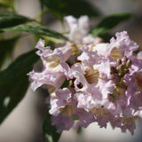 Pink Dawn Chitalpa - x Chitalpa tashkentensis ‘Pink Dawn’
