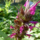 Powerline Pink Hummingbird Sage - Salvia spathacea 'Powerline Pink'