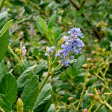 Ray Hartman Ceanothus - Ceanothus 'Ray Hartman'
