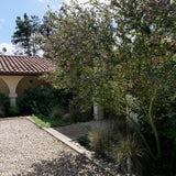 Ray Hartman Ceanothus - Ceanothus 'Ray Hartman'