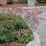 Red Buckwheat - Eriogonum grande var. rubescens