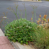 Red Buckwheat - Eriogonum grande var. rubescens