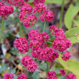 Red Buckwheat - Eriogonum grande var. rubescens