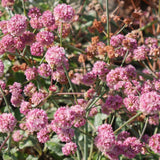 Red Buckwheat - Eriogonum grande var. rubescens