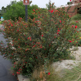 Red Fairyduster / Baja Fairyduster - Calliandra californica