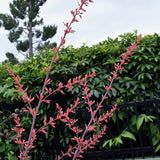 Red Yucca - Hesperaloe parviflora