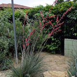 Red Yucca - Hesperaloe parviflora