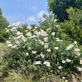 Coulter's Matilija Poppy - Romneya coulteri