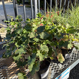 Rosada Coral Bells - Heuchera 'Rosada'