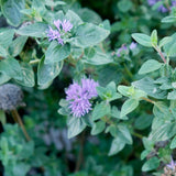 Russian River Coyote Mint - Monardella villosa 'Russian River'