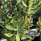 San Miguel Mountain Sage - Salvia munzii