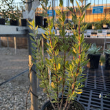 San Miguel Mountain Sage - Salvia munzii