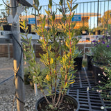 San Miguel Mountain Sage - Salvia munzii