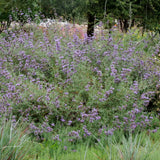 Allen Chickering Sage - Salvia 'Allen Chickering'