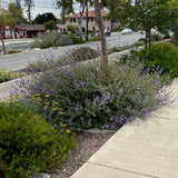 Allen Chickering Sage - Salvia 'Allen Chickering'