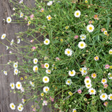 Santa Barbara Daisy / Mexican Daisy - Erigeron karvinskianus