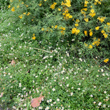 Santa Barbara Daisy / Mexican Daisy - Erigeron karvinskianus
