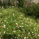 Santa Barbara Daisy / Mexican Daisy - Erigeron karvinskianus