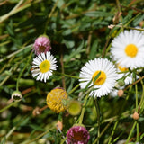 Santa Barbara Daisy / Mexican Daisy - Erigeron karvinskianus