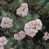 Santa Cruz Island Buckwheat - Eriogonum arborescens
