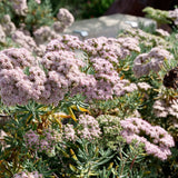 Santa Cruz Island Buckwheat - Eriogonum arborescens