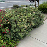 Santa Cruz Island Buckwheat - Eriogonum arborescens