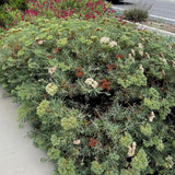 Santa Cruz Island Buckwheat - Eriogonum arborescens