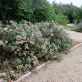 Santa Cruz Island Buckwheat - Eriogonum arborescens