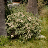 Santa Cruz Island Buckwheat - Eriogonum arborescens