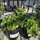 Santa Ana Cardinal Coral Bells - Heuchera 'Santa Ana Cardinal'