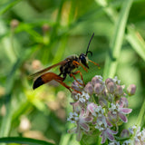 Narrowleaf Milkweed - Asclepias fascicularis