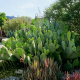 Spineless Prickly Pear - Opuntia canacapa 'Ellisiana'