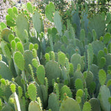 Spineless Prickly Pear - Opuntia canacapa 'Ellisiana'