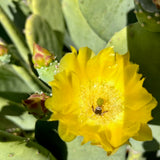 Spineless Prickly Pear - Opuntia canacapa 'Ellisiana'