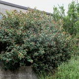 Sugar Bush - Rhus ovata