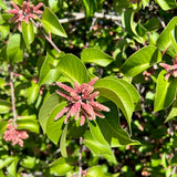 Sugar Bush - Rhus ovata