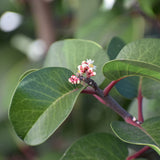 Sugar Bush - Rhus ovata