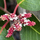 Sugar Bush - Rhus ovata