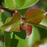 Sugar Bush - Rhus ovata