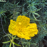 Sundrops - Calylophus drummondii (C. berlandieri)