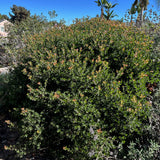 Sunset Manzanita - Arctostaphylos 'Sunset'
